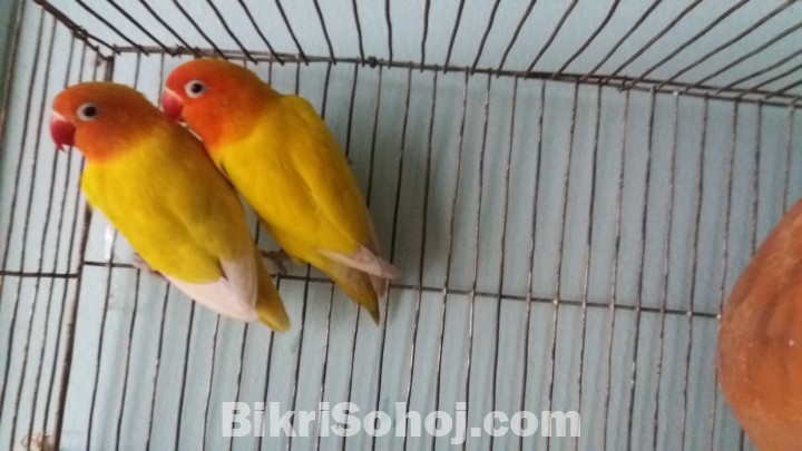 Love bird